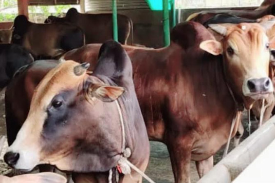 মৌলভীবাজারে কোরবানির জন্য প্রস্তুত ৮৪ হাজার পশু আর ঘাটতি ১৪ হাজারেরও বেশি