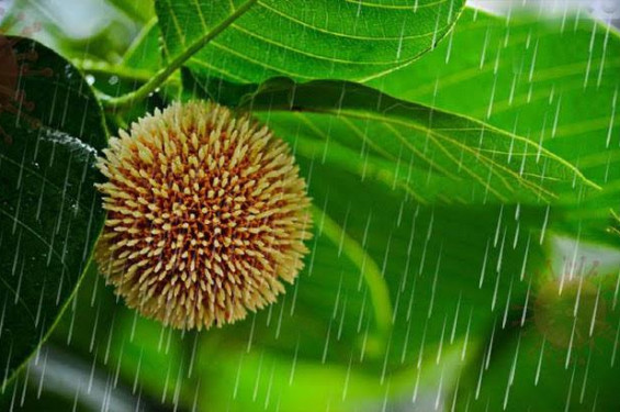 দাবদাহ গ্রীষ্মের পর এলো বর্ষাকাল