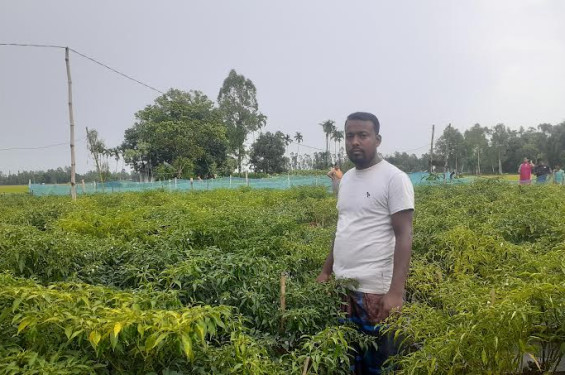 ইউটিউব দেখে কাঁচা মরিচ চাষে লাভবান শ্রীবরদীর কৃষক রুহুল আমিন