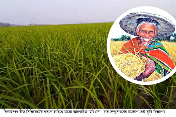বীজ সিন্ডিকেটের কবলে হারিয়ে যাচ্ছে হরিধান চাষ