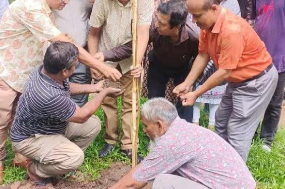 জাবিতে কলা অনুষদের বৃক্ষরোপন কর্মসূচি পালন