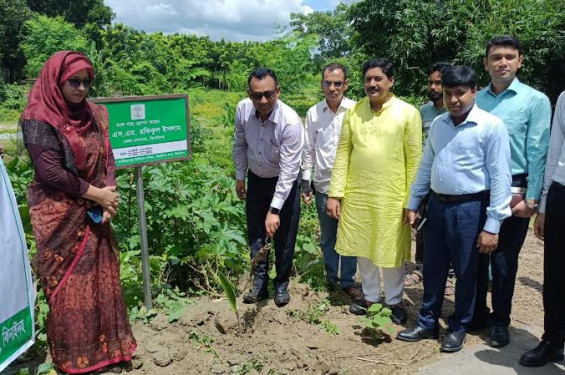 ঝিনাইদহে বজ্রপাত প্রতিরোধে তাল গাছ রোপনের উদ্বোধন