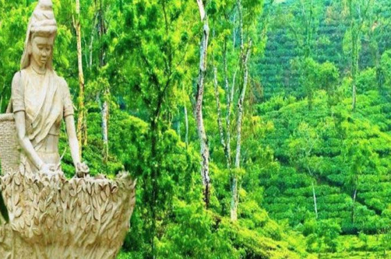 কোটা সংস্কার আন্দোলন ঘিরে ভরা মৌসুমে চায়ের রাজ্য পর্যটকশূন্য