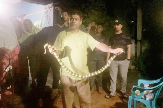 শ্রীমঙ্গলে বসতঘরে কুণ্ডলী পাকিয়ে ছিল বিষধর শঙ্খিনী