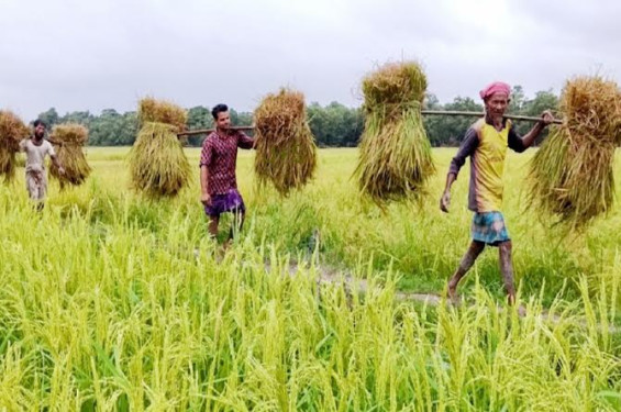 আবহাওয়া অনুকূলে না থাকলেও আউশের বাম্পার ফলনে কৃষকের মুখে মুচকি হাসি