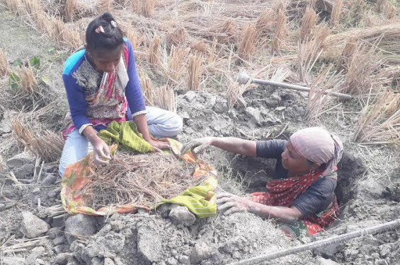 অভাবী সংসার: আপাতত ইঁদুরের গর্তের ধানই দরকার