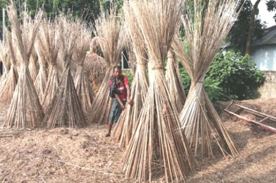 শার্শা উপজেলা পাটখড়ির দাম বৃদ্ধি লাভবান কৃষকেরা
