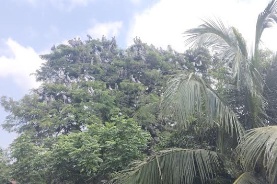 জয়পুরহাটের ক্ষেতলালের কানাইপুকুর গ্রামে শামুকখোল পাখির নিরাপদ আশ্রয়স্থল