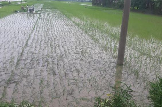 শ্যামনগরে আমন আবাদের লক্ষ্যমাত্রা প্রায় ১৭ হাজার হেক্টর