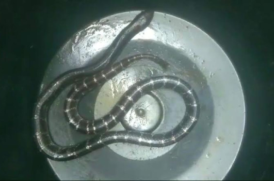 ঠাকুরগাঁওয়ে সাপের কামড়ে দুই শিশুর মৃত্যু