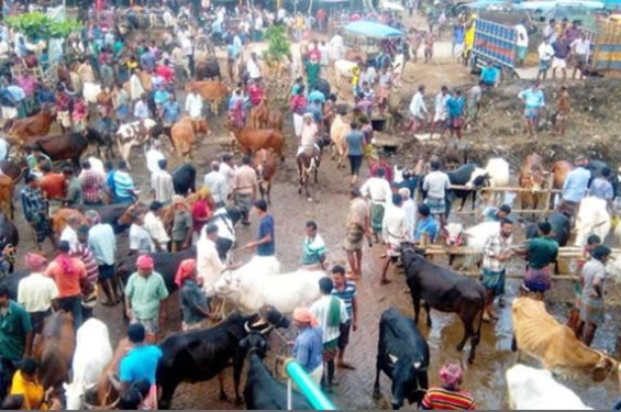 যশোর শার্শায় সাতমাইল পশুর হাট ফের চালু