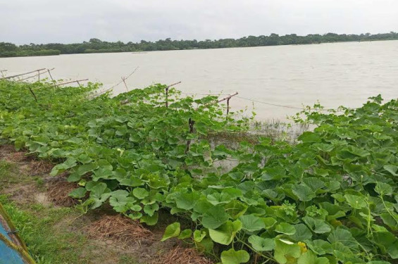 বীজতলা ও মাছের ঘের পনিতে নিমজ্জিত শরণখোলায় ৩ দিনের ভারী বর্ষণে ব্যাপক ক্ষতি