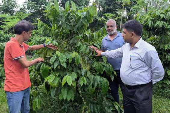 শেরপুরের গারো পাহাড়ে এবার কফি চাষ