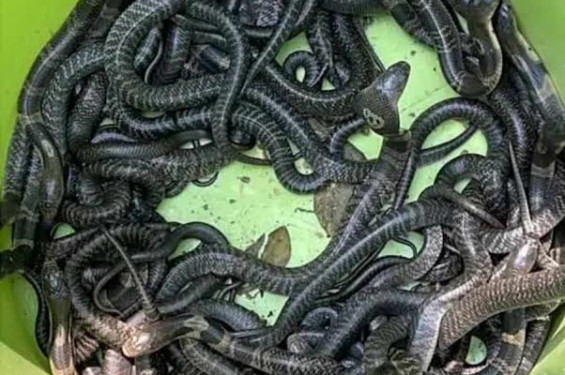 শ্যামনগরে এক বাড়ী থেকে ৫০টি পদ্মগোখরা সাপ উদ্ধার