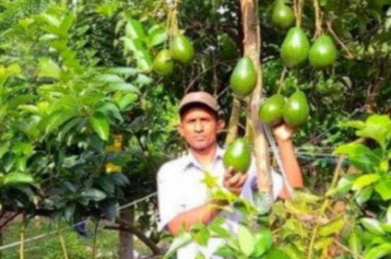 ঝিনাইদহের কোটচাঁদপুরে অ্যাভোকাডো চাষে সফলতা দেখছে শিক্ষক হারুন অর রশিদ মুসা
