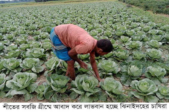 শীতের সবজি গ্রীষ্মে আবাদ করে লাভবান হচ্ছে ঝিনাইদহের চাষিরা