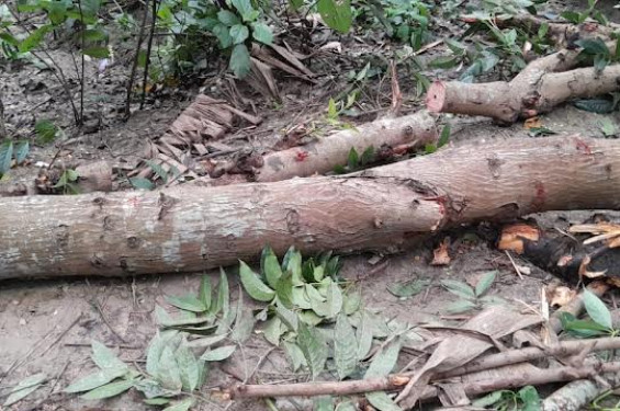 ঝিনাইদহে জোরপুর্বক জমি দখলের অভিযোগ, কাটা হলো ফলজ-বনজ গাছ