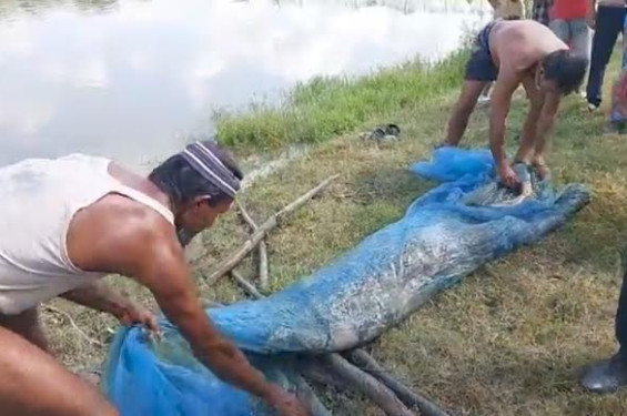 শরণখোলায় মাছের ঘের থেকে সিদ্দিকের অর্ধগলিত লাশ উদ্ধার