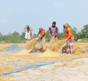 আমন ধান ঘরে তুলতে ব্যস্ত সময় পার করছেন তিস্তা চরের কৃষকরা ।