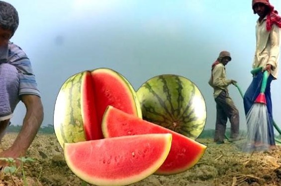 খুলনায় সেচ সংকটে তরমুজ চাষ ব্যাহত