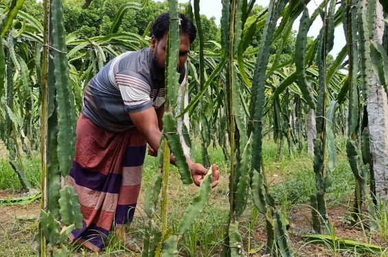 মহেশপুরে রাতের আধাঁরে দুই কৃষকের ড্রাগণ ও পেয়ারা বাগান কেটে সাবাড়
