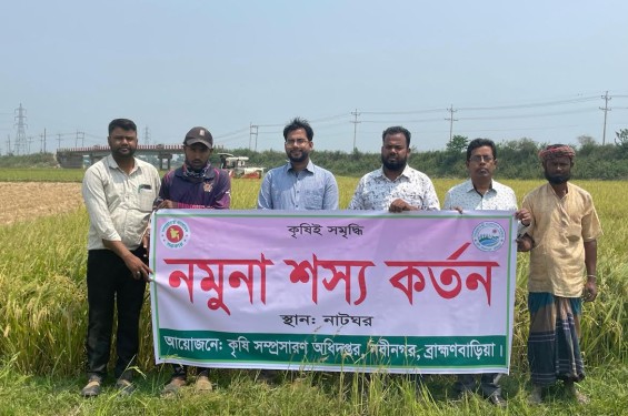 নবীনগরে হাওরে বোরো ধান কাটা শুরু
