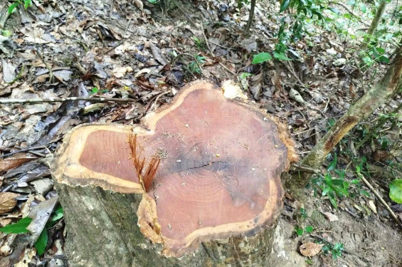 চুনারুঘাটে সাতছড়ি জাতীয় উদ্যান থেকে সেগুনগাছ চুরি