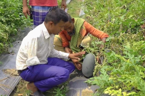 প্রতিবন্ধকতাকে জয় করে কৃষকের নির্ভরতার নাম মফিজ উদ্দিন:এক হাত হারিয়েছেন,হারাননি দায়িত্ব