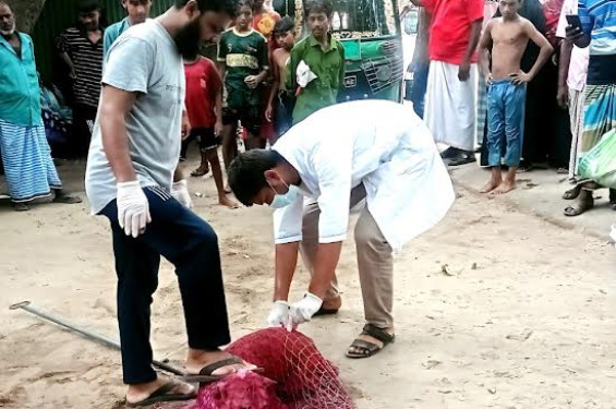 হোমনায় কুকুরের কামড়ে ৩০ জন আহতের ঘটনার পর, অবশেষে জলাতঙ্ক রোধে টিকাদান শুরু