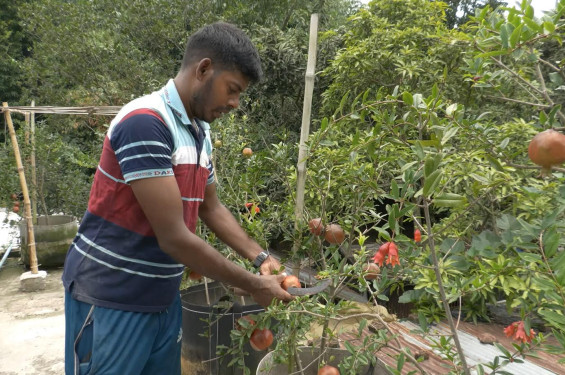 ছাদ বাগানের আনারে প্রবাস ফেরত যুবকের বাজিমাত