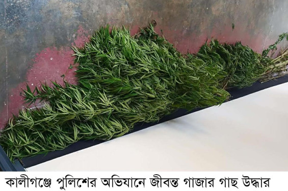কালীগঞ্জে পানের বরজে চাষ করা গাঁজার গাছসহ আটক -১