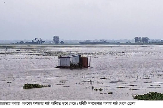 রাণীনগর-আত্রাই উপজেলায় বন্যার পানিতে ডুবেছে ৮০০ বিঘা জমির ফসল, ভেসে গেছে অর্ধকোটি টাকার মাছ