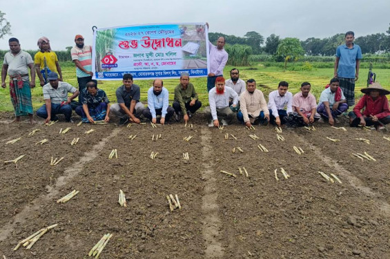আখের মূল্যবৃদ্ধি, বাড়ছে আখচাষ মোবারকগঞ্জ সুগার মিলে রোপণ মৌসুমের উদ্বোধন