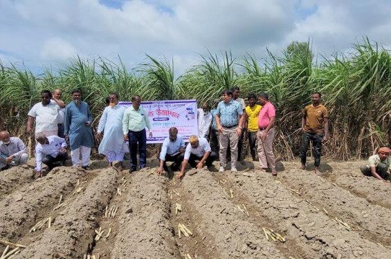 ঠাকুরগাঁওয়ে ২০২৬-২৭ মৌসুমের আখ রোপণ কার্যক্রম শুরু