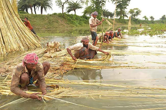 শার্শায় কৃষকের মুখে সোনালি আঁশে রঙিন স্বপ্ন, বেড়েছে পাটের আবাদ, ন্যায্যমূল্য নিয়ে শঙ্কায় কৃষক
