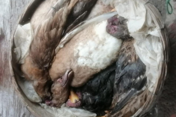 বামনায় হাঁস জবাই ও ধানের বীজতলা নষ্টের অভিযোগ
