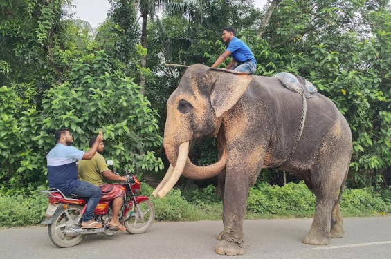 হাতি দিয়ে সড়কে ও ব্যবসা প্রতিষ্ঠানে চলছে চাঁদাবাজি