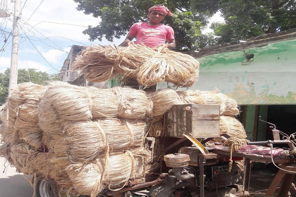 যশোরের শার্শায় পাটের বাম্পার ফলন ও ভালো দামে খুশি চাষিরা