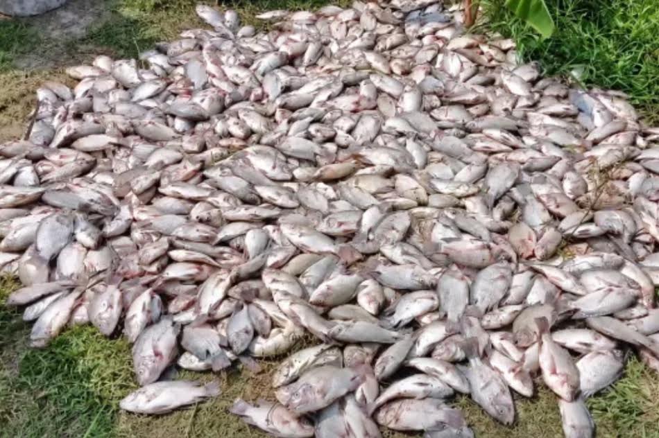 এক রাতেই শেষ পাঁচ লাখ টাকার মাছ, পুকুরে বিষ প্রয়োগের অভিযোগ