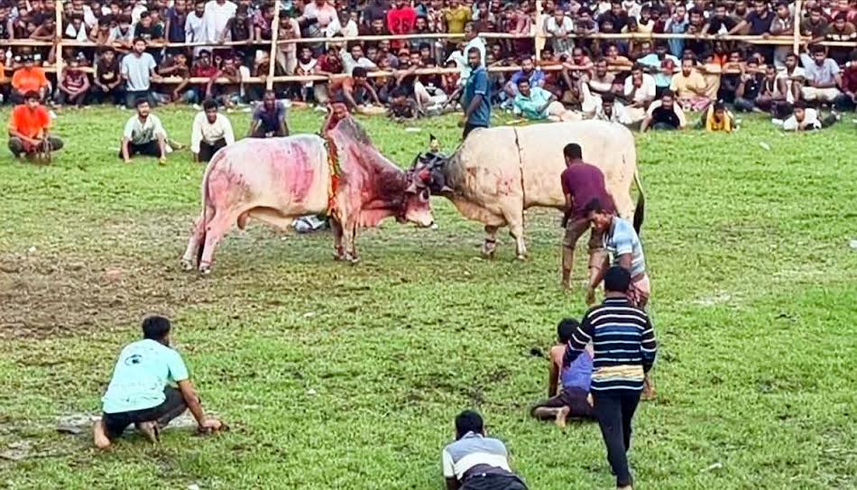 নড়াইলে ষাঁড়ের লড়াইকে কেন্দ্র করে দুই পক্ষের সংঘর্ষে আহত ১০
