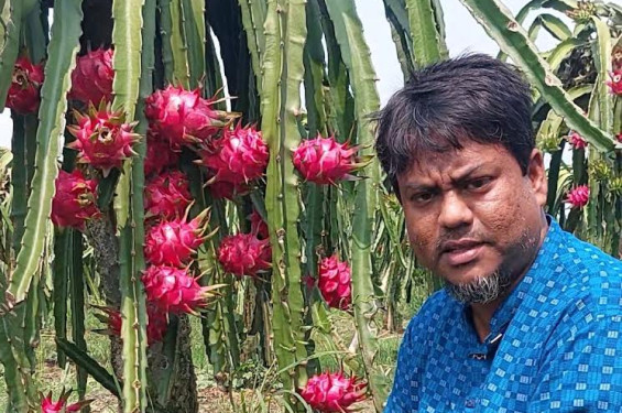 ছয় ভাইরাভাইয়ের ছয় বিঘার ফলবাগান