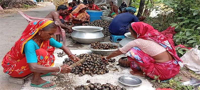 শার্শায় শামুক বিক্রি করে ৩০০ পরিবারের জীবিকা