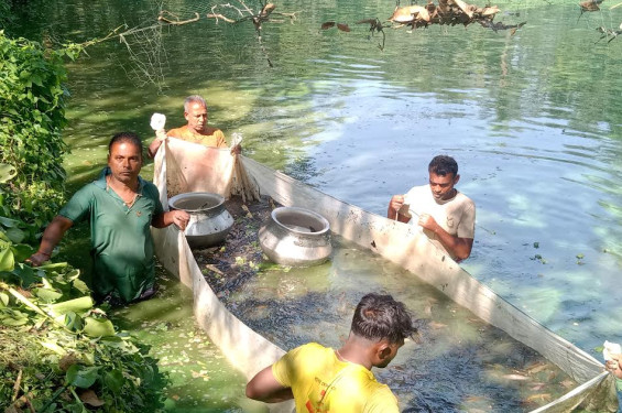 রাণীনগরে পুকুরে বিষপ্রয়োগে ১৫ লাখ টাকার শিং মাছ নিধনের অভিযোগ