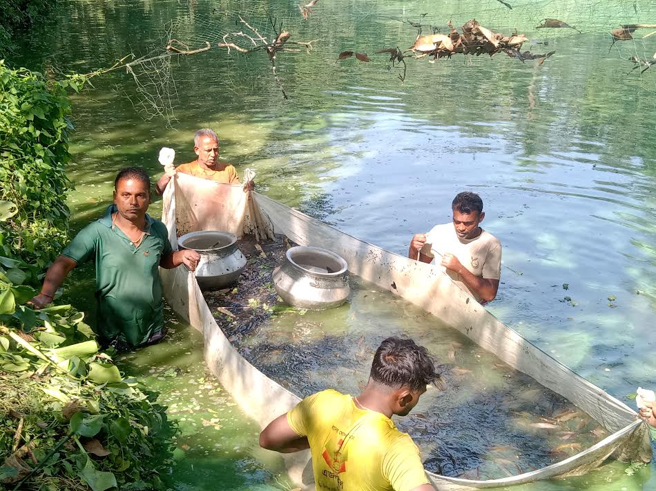 রাণীনগরে পুকুরে বিষপ্রয়োগে ১৫ লাখ টাকার শিং মাছ নিধনের অভিযোগ