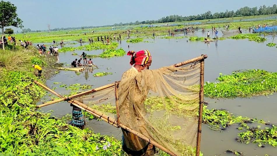 বুড়ির বাঁধে মাছ শিকারের উৎসবে মেতেছে ঠাকুরগাঁওবাসী