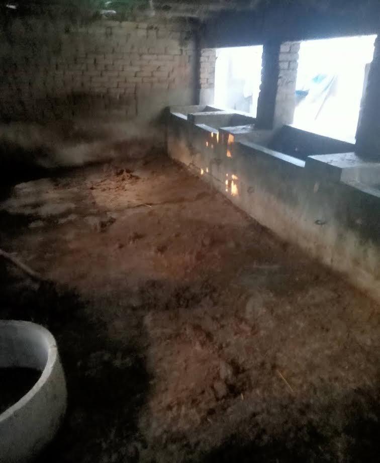 কালীগঞ্জে কৃষকের ৩টি গরু চুরি