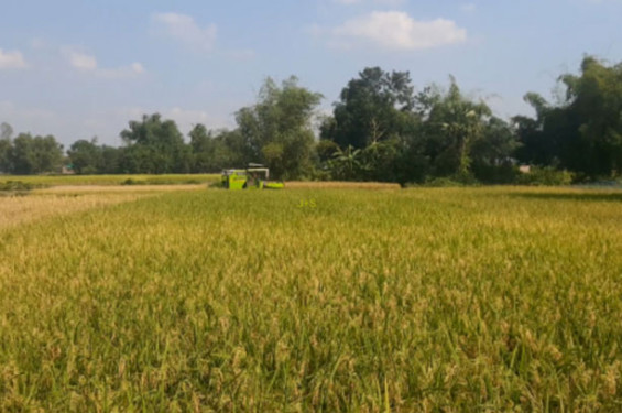মৌলভীবাজারে আমনের ভালো ফসলে কৃষকের মুখে হাসি