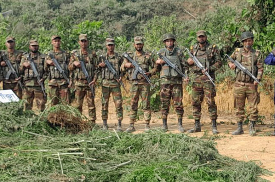 খাগড়াছড়ির দুর্গম পাহাড়ে গাঁজার চাষ, ধ্বংস করল সেনাবাহিনী