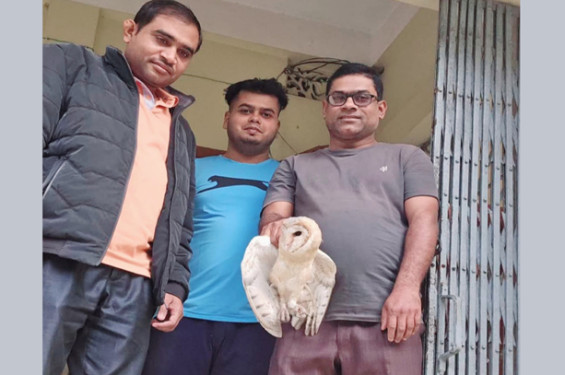 শ্রীমঙ্গলে মাটিতে পড়ে থাকা লক্ষীপ্যাঁচাটি তার আবাসস্থলে ফিরল