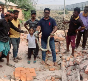 শ্রীমঙ্গলে মসজিদের ভাঙ্গা ফ্লোর থেকে অজগর সাপ উদ্ধার